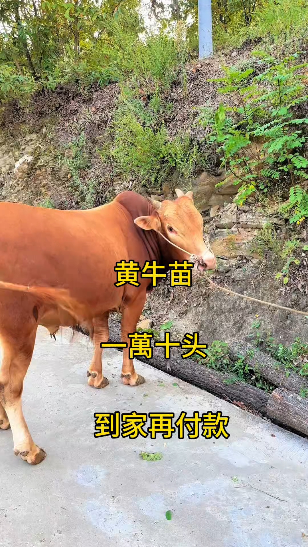 丽水最新黄牛代办方法分析(最方便真实的丽水黄牛代办网约车证方法)