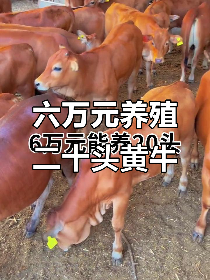 丽水最新线上套医保的黄牛是真的吗方法分析(最方便真实的丽水线上套医保的黄牛是真的吗能报销吗方法)
